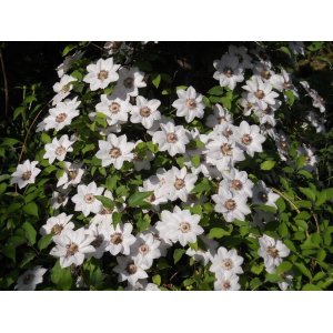 Plamienok (Clematis) ´MISS BATEMAN´ - výška 40-60 cm, kont. P17 